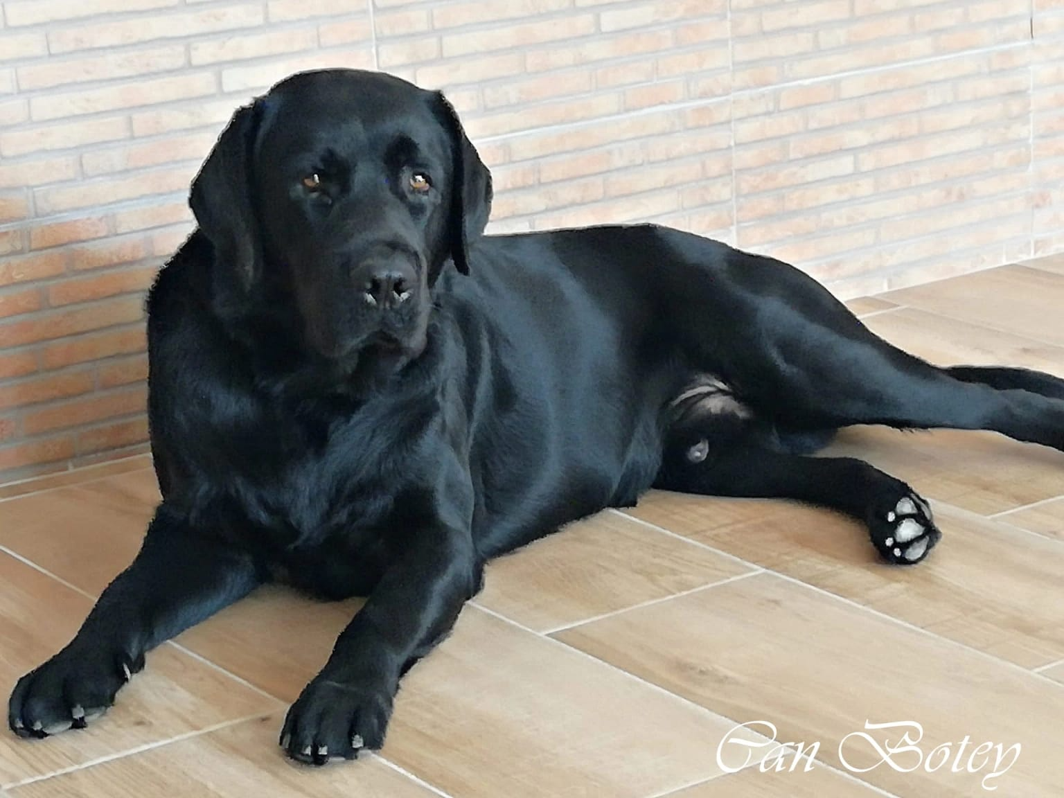 Foto de Golbito23